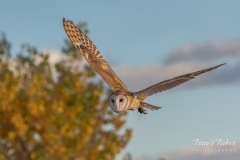 Barn Owl in flight Barn Owl in flight