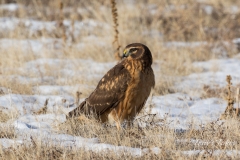 Female Northern Harrier in the snow Female Northern Harrier in the snow