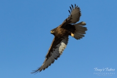 Dark morph Ferruginous Hawk in flight