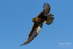 Dark morph Ferruginous Hawk in flight Dark morph Ferruginous Hawk in flight