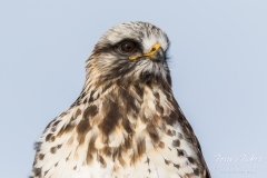 Rough Legged Hawk close up Rough Legged Hawk close up
