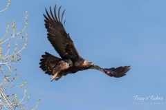 Golden Eagle takes flight Golden Eagle takes flight