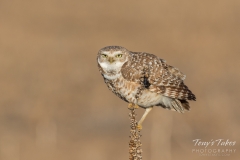 Burrowing Owl keeping close watch Burrowing Owl keeping close watch