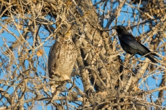 Great Horned Owl endures hassling from crow Great Horned Owl endures hassling from crow