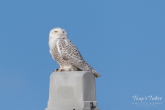 Snowy Owl visits a Colorado farm Snowy Owl visits a Colorado farm