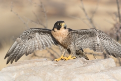 Peregrine Falcon spreads its wings Peregrine Falcon spreads its wings