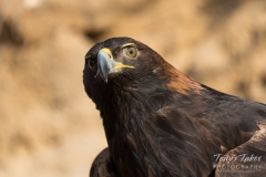 Golden Eagle up close Golden Eagle up close