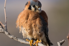 Male American Kestrel poses Male American Kestrel poses