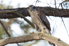 Northern Goshawk keeps watch Northern Goshawk keeps watch