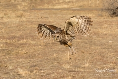 Barred Owl in flight Barred Owl in flight