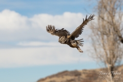 Eastern Screech Owl in flight