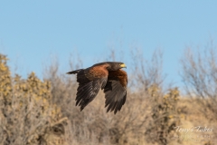 Harris's Hawk  in flight