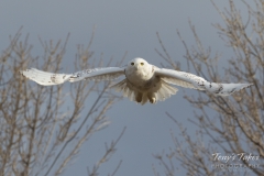 Snowy Owl flies head on Snowy Owl flies head on