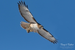 Red Tailed Hawk with a meal Red Tailed Hawk with a meal