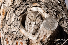 Sleepy Eastern Screech Owl