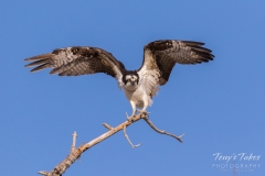 Osprey makes the landing Osprey makes the landing