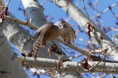Cooper's Hawk launch Cooper's Hawk launch