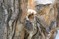 Peering Great Horned Owl owlet Peering Great Horned Owl owlet