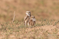 Burrowing Owl pair with their meal Burrowing Owl pair with their meal