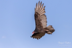 Flight of the Turkey Vulture
