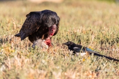 Turkey Vulture dines while a Magpie waits