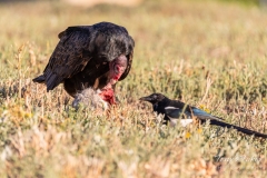Turkey Vulture dines while a Magpie waits Turkey Vulture dines while a Magpie waits