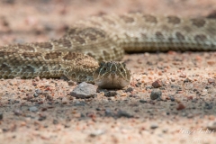 Rattlesnake head on