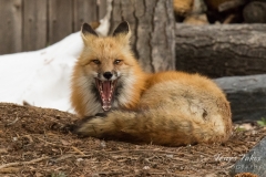 Red Fox with a big yawn