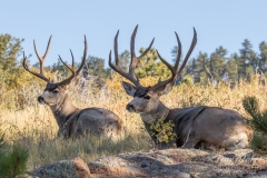 Mule Deer bucks take a break