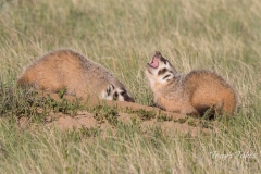 Badger cubs at play
