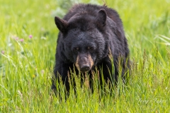 Head on with a Black Bear