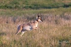 Pronghorn buck goes off to the races