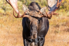 Head on with a Moose bull