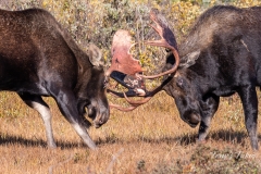 Moose bulls battle