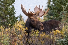 Posing Moose bull