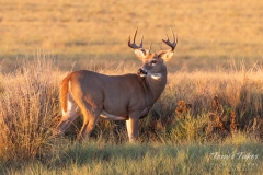 White-tailed Deer buck in the morning sun