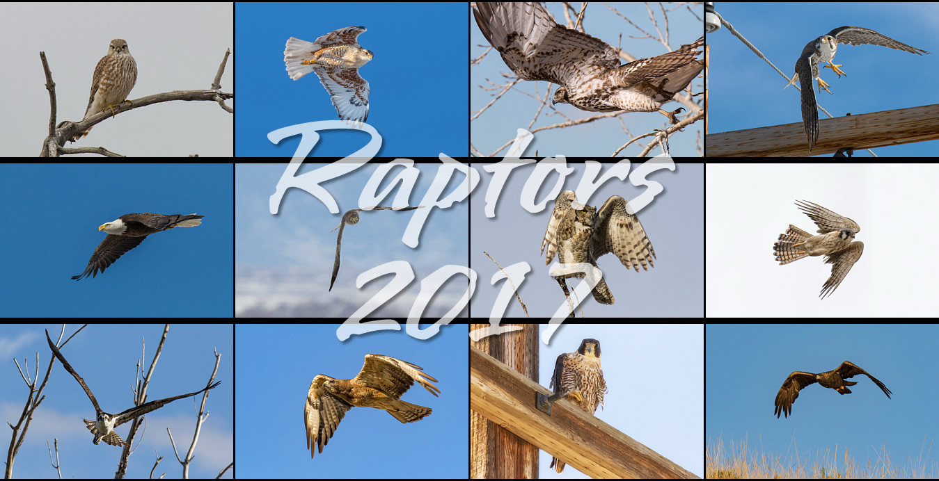 2017 wildlife, landscape, raptor and Bald Eagle calendars now available ...