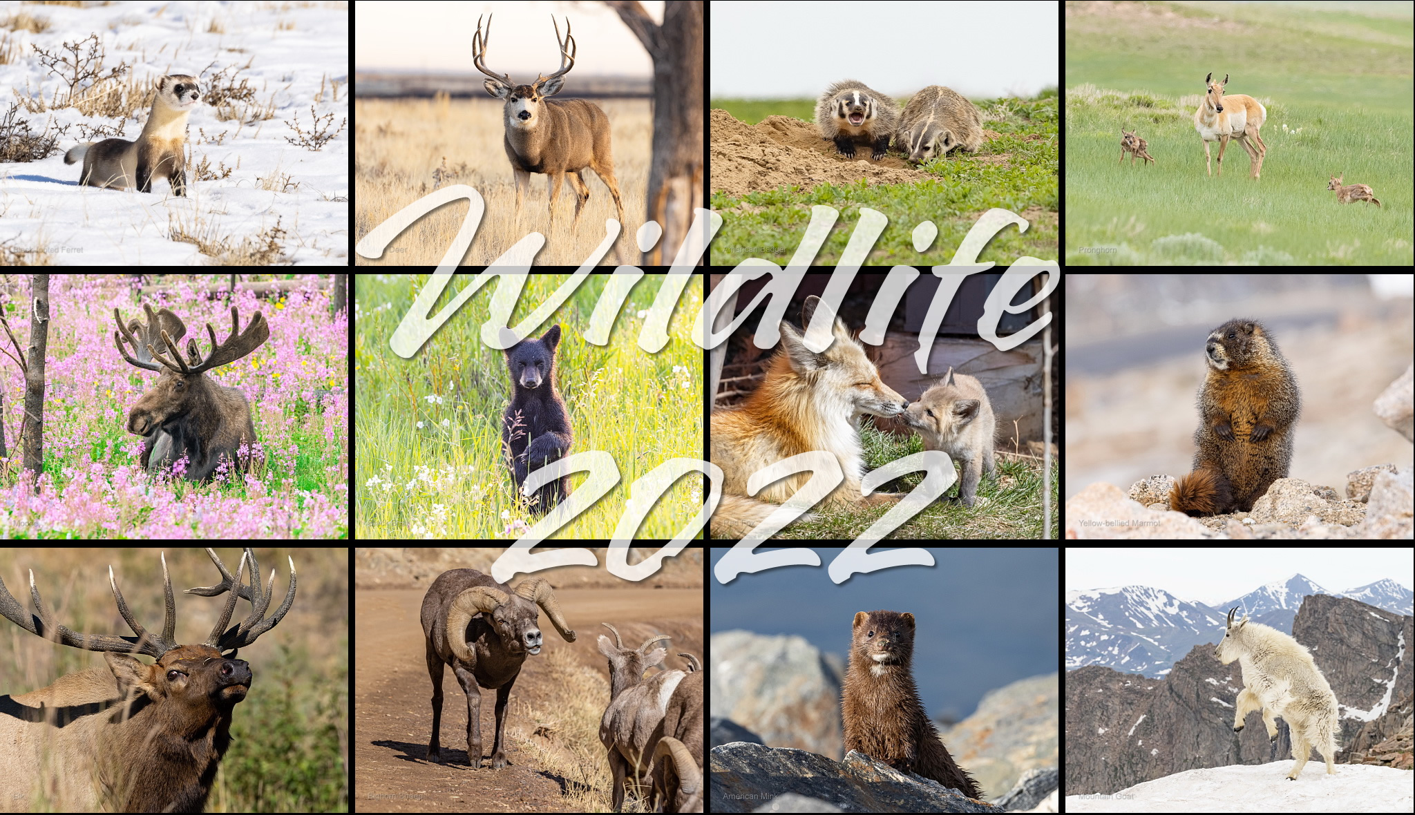 Wildlife 2022 calendar