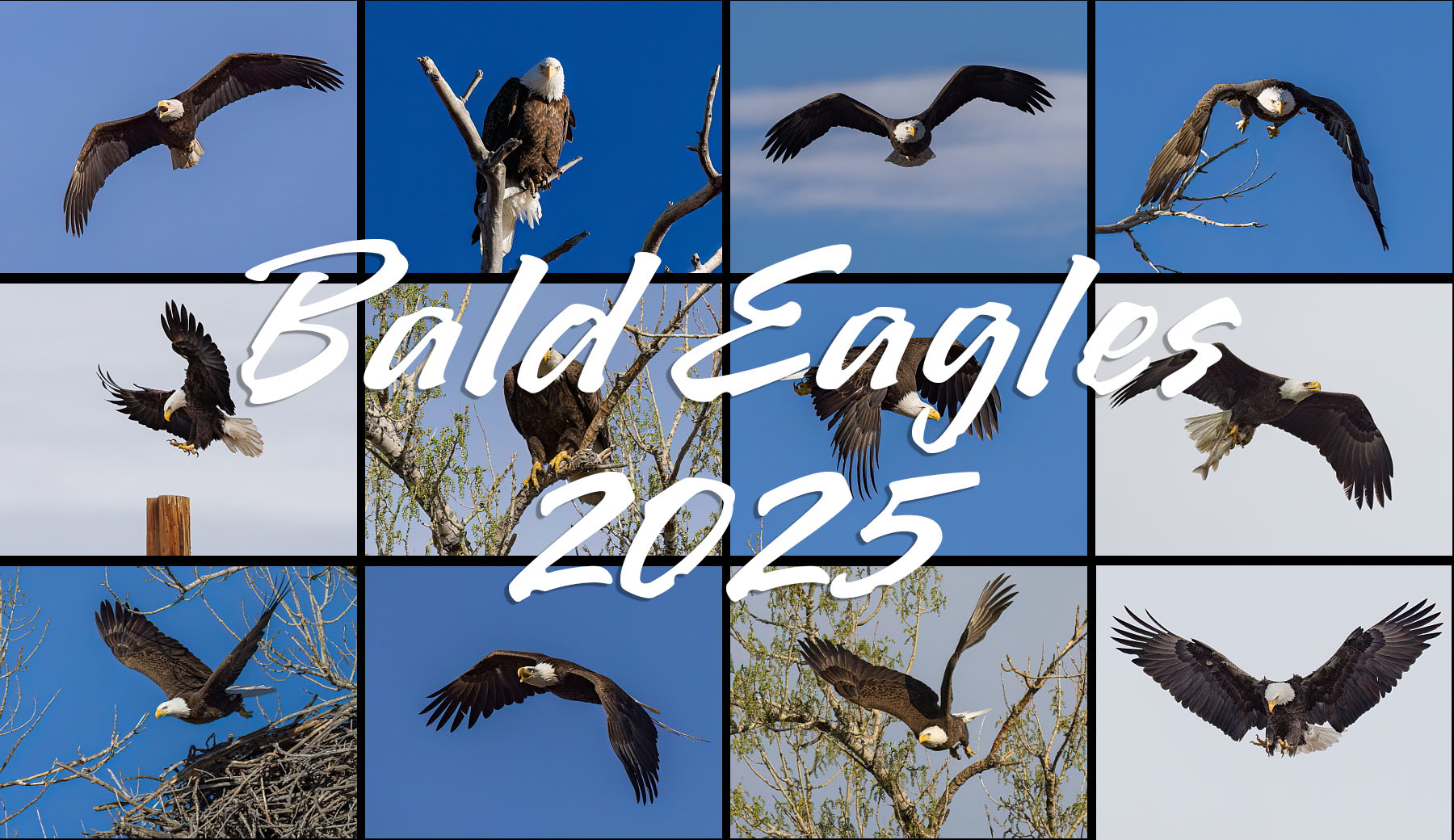 Bald eagle calendar for 2025.