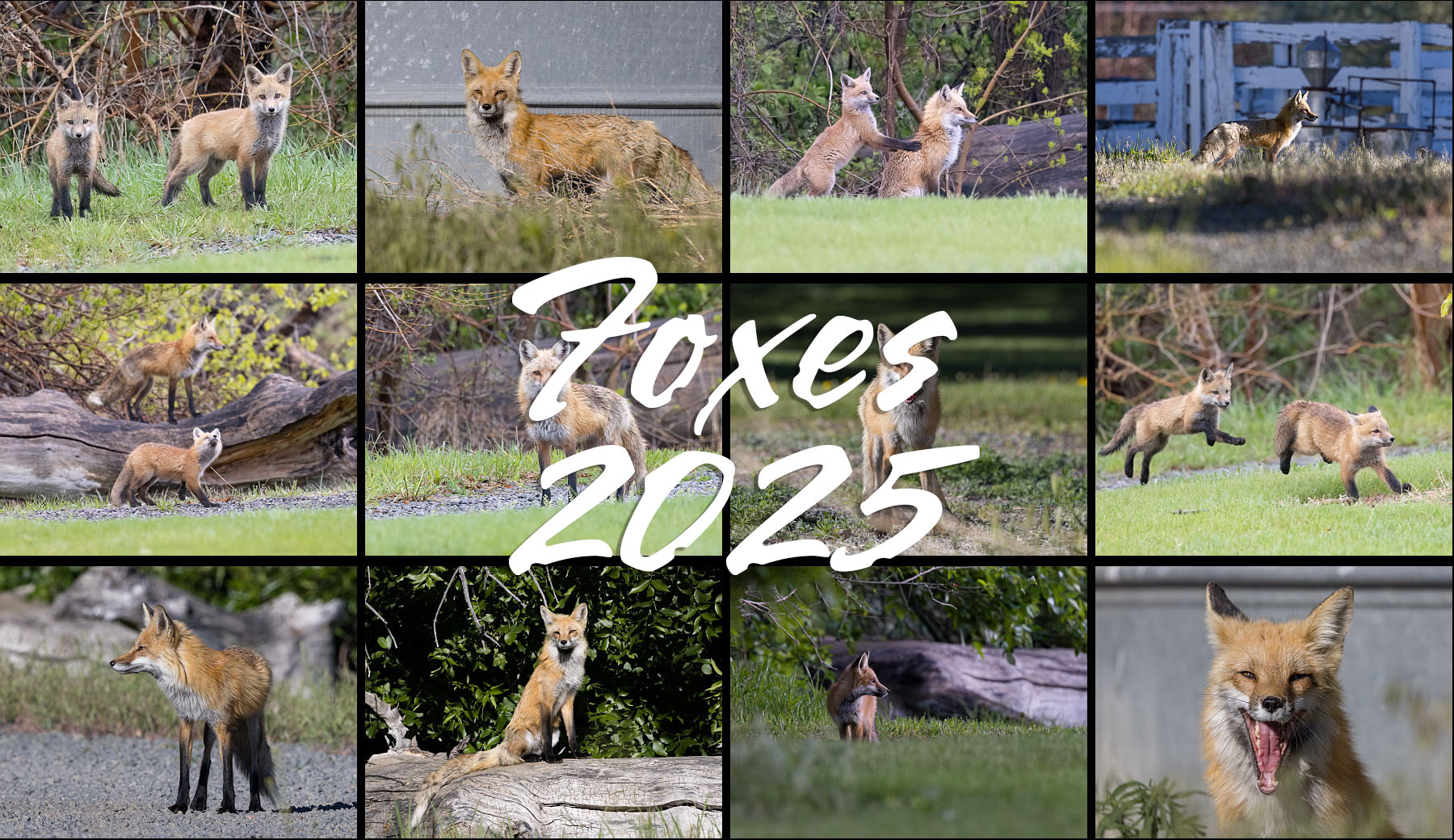 Fox calendar for 2025.