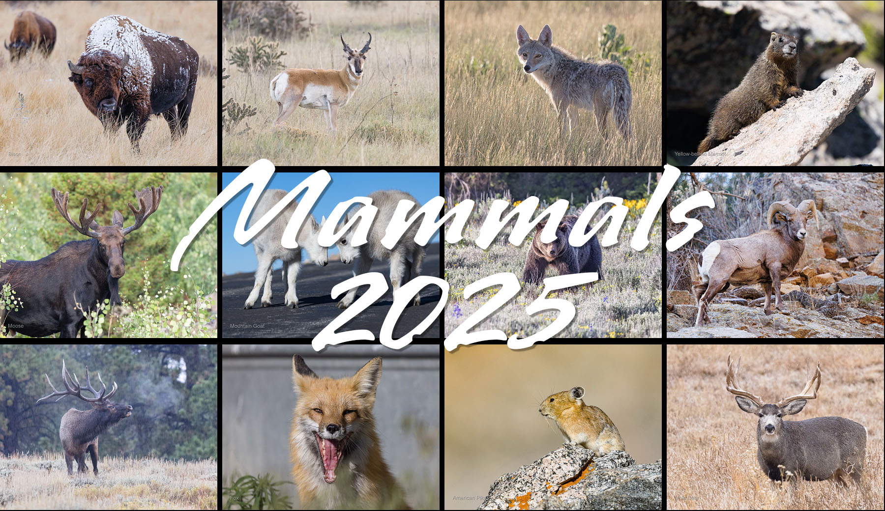 Wildlife calendar for 2025.