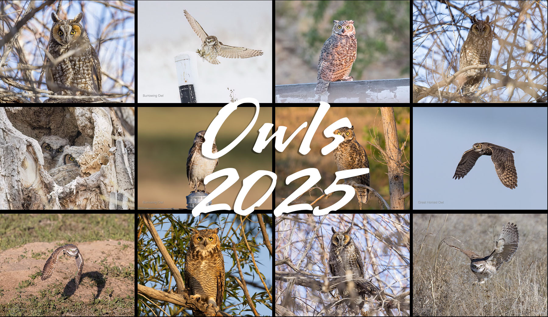 Owl calendar for 2025.