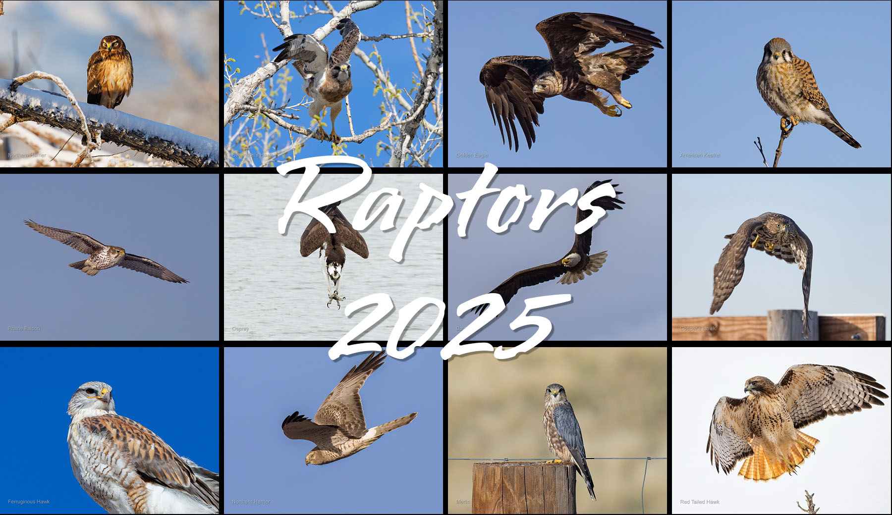 Raptors calendar for 2025.